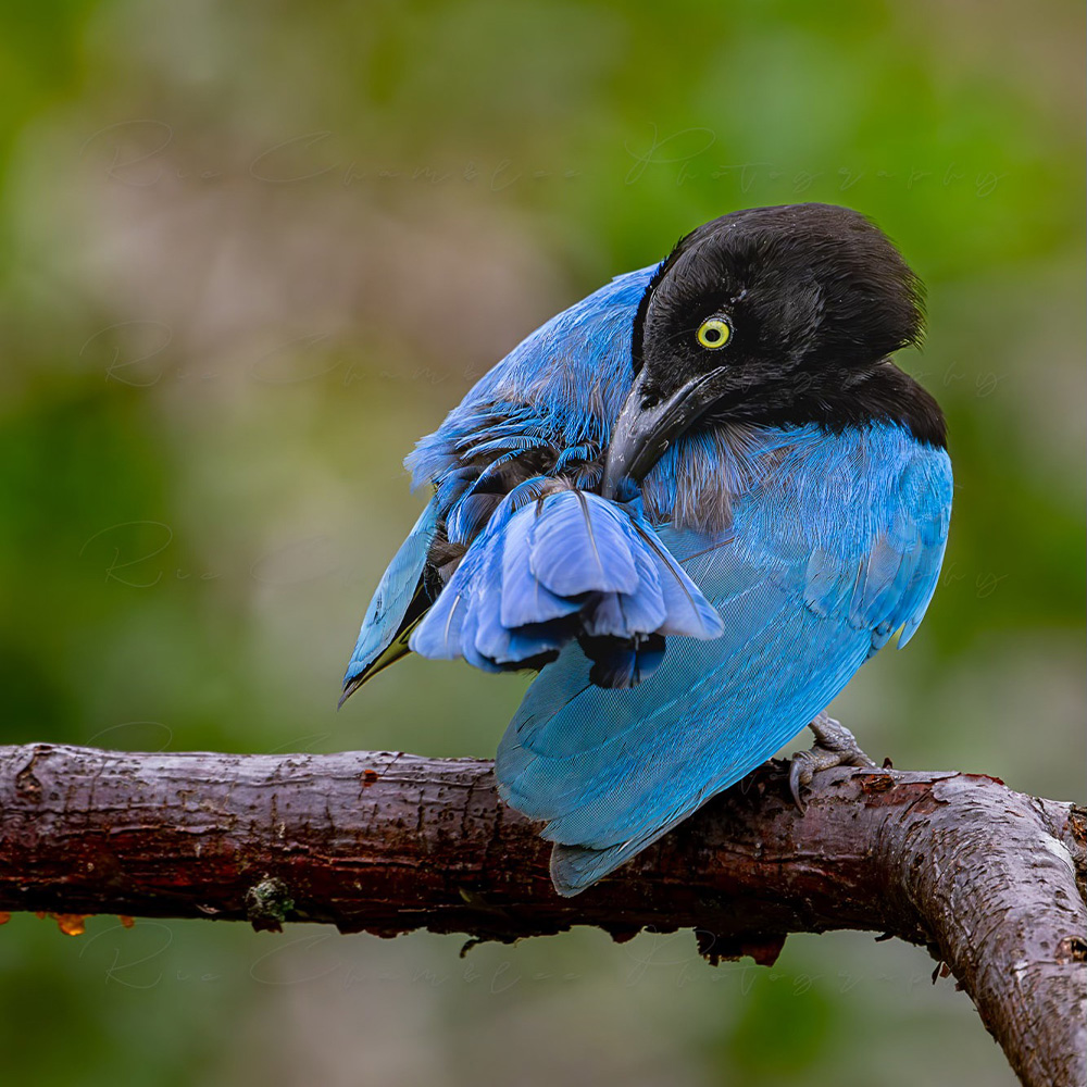San Blas Jay