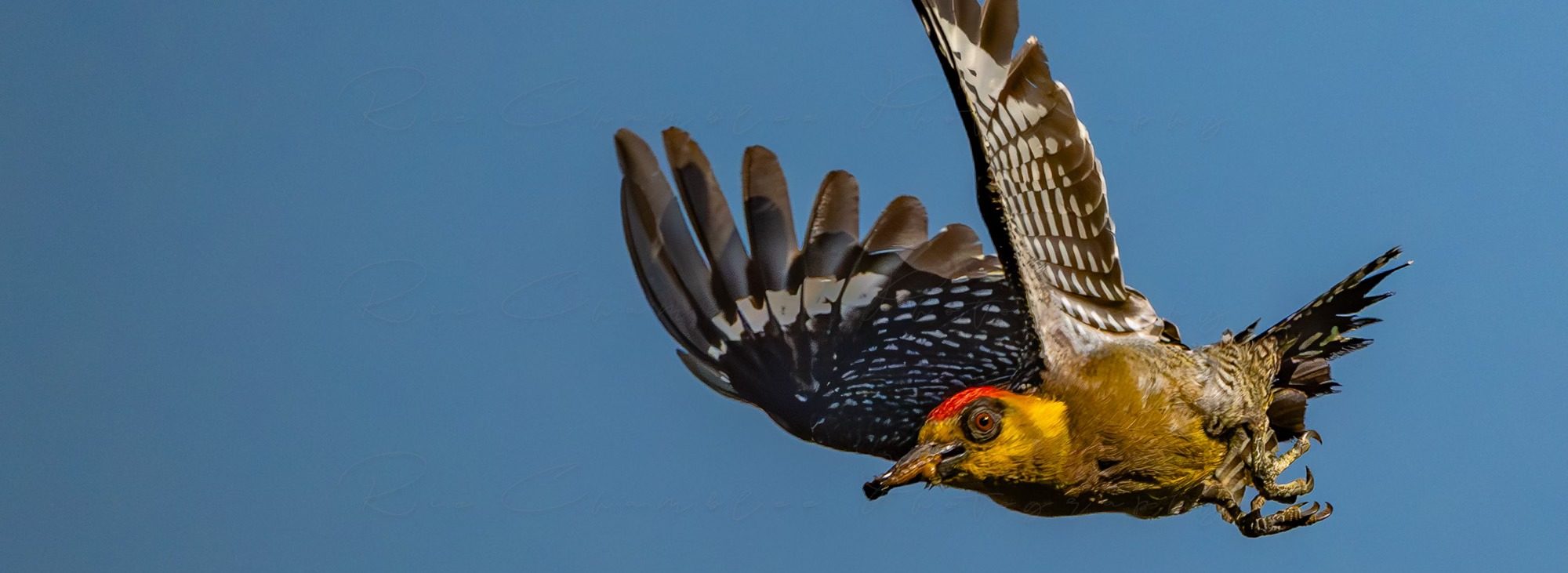 Puerto Vallarta, birdwatching, Vallarta Botanical Garden, botanical garden, mexico