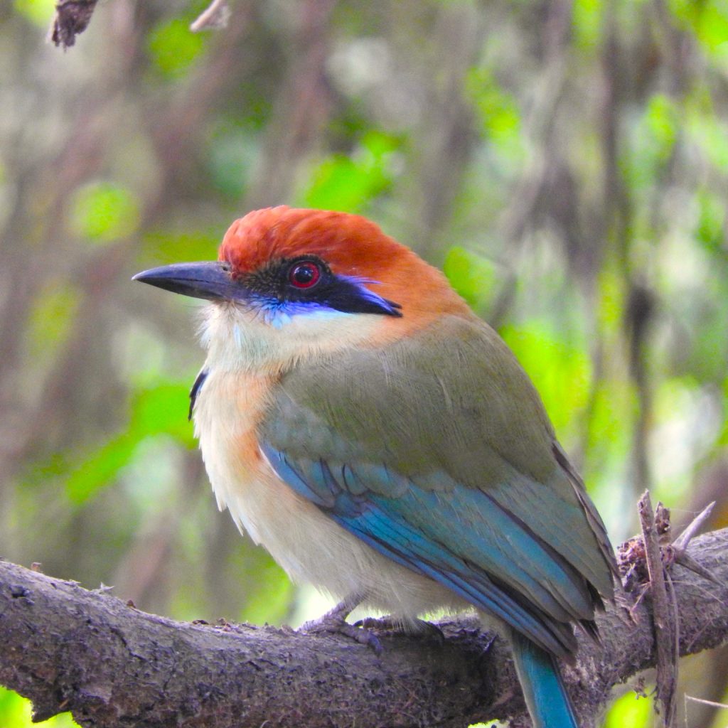 Puerto Vallarta, birdwatching, Vallarta Botanical Garden, botanical garden, mexico, momotus mexicanus