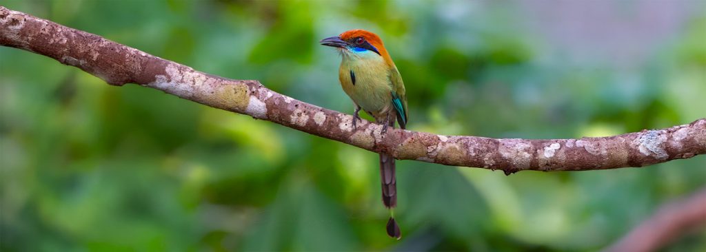 Puerto Vallarta, birdwatching, Vallarta Botanical Garden, botanical garden, mexico, momotus mexicanus