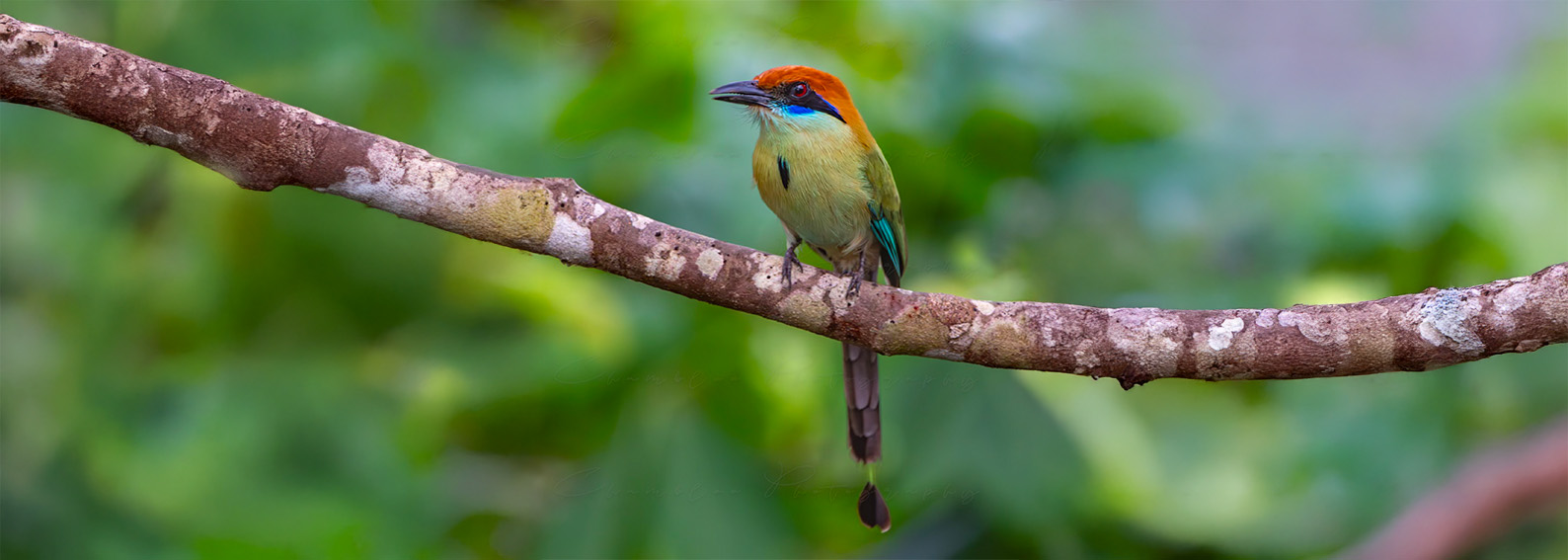 Puerto Vallarta, birdwatching, Vallarta Botanical Garden, botanical garden, mexico, momotus mexicanus