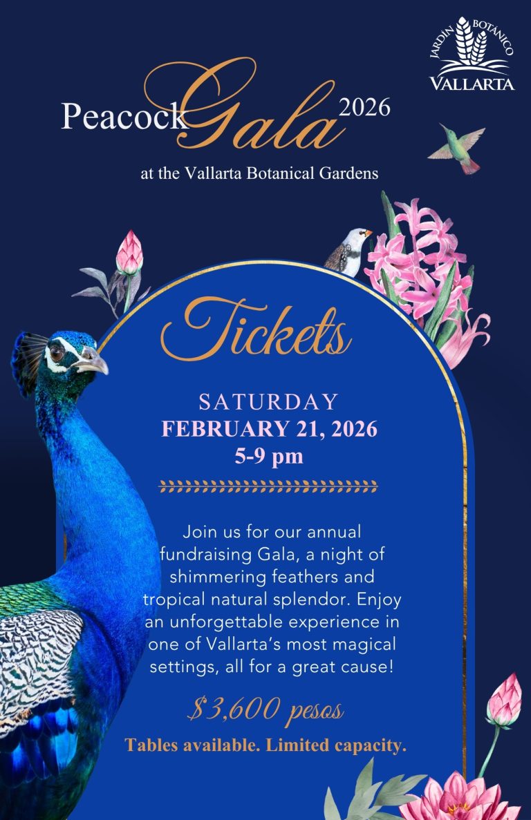 Peacock Gala, Vallarta Botanical Garden, peacock, peacocks, puerto vallarta, mexico, conservation, nature