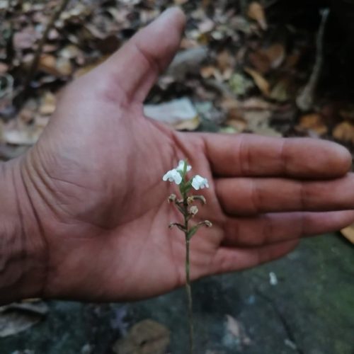 Aulosepalum nelsonii